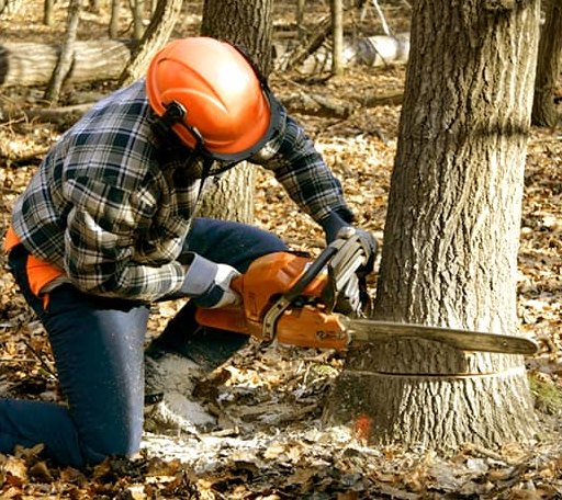 Tree Removal in Iva, SC